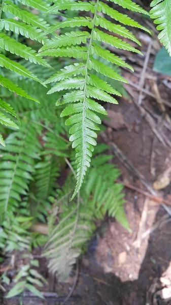 Insetos Empoleirados Folhas Plantas — Fotografia de Stock