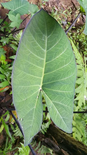 Gröna Blad Flora Och Bladverk — Stockfoto