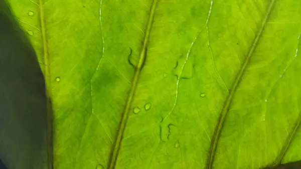 Textura Hoja Verde Fondo Primer Plano — Foto de Stock