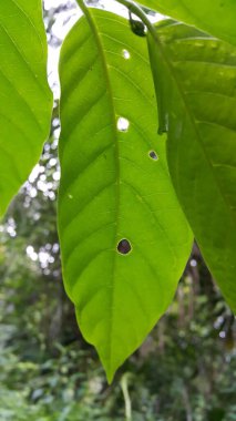 yeşil yapraklar, bitkiler ve yapraklar