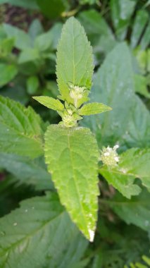 Çilek ağacının yeşil yaprakları