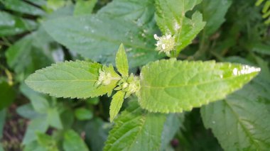 bir bitkinin yeşil yaprakları
