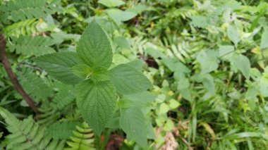bir bitkinin yeşil yaprakları