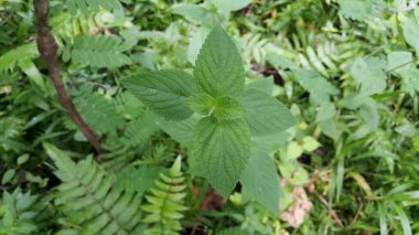 Çalının yeşil yaprakları ve genç bir bitki