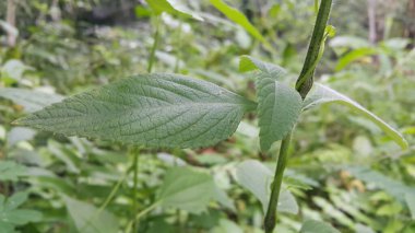 Bahçedeki bir bitkinin yeşil yaprakları