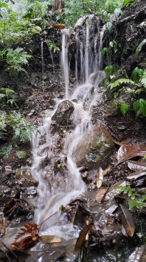 Ormanda güzel bir şelale