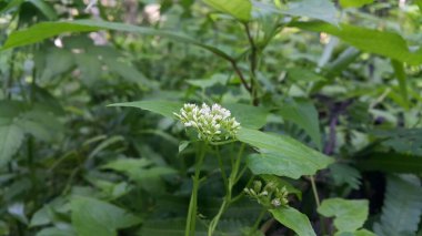 Güzel botanik fotoğrafı, doğal duvar kağıdı.