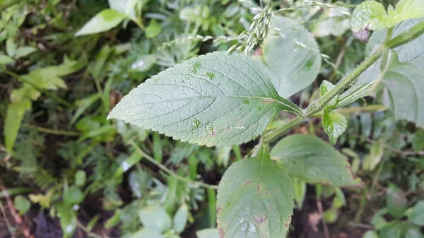 Folhas Verdes Jardim — Fotografia de Stock