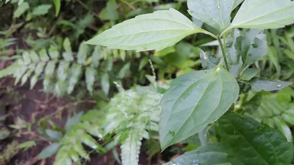 Grüne Blätter Einer Pflanze Garten — Stockfoto