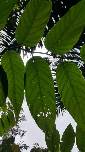 Zelené Listy Stromě — Stock fotografie