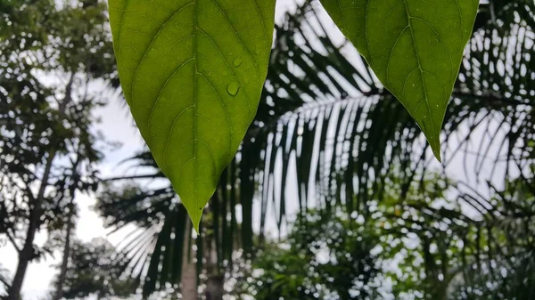 Folhas Verdes Floresta — Fotografia de Stock