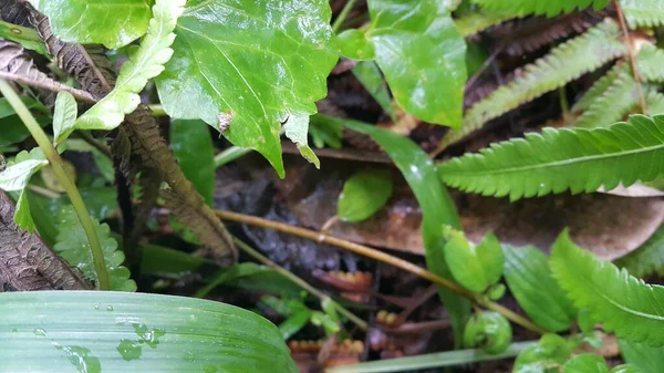 Petits Animaux Dans Forêt — Photo