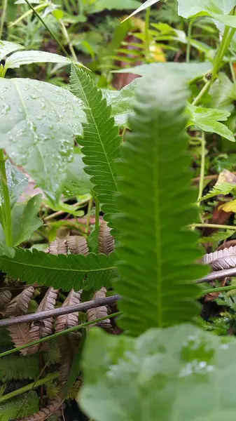 Grüne Blätter Flora Und Laub — Stockfoto