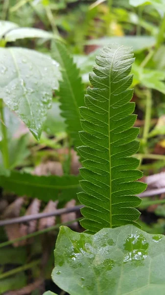 Hojas Verdes Jardín — Foto de Stock