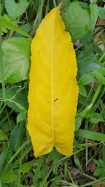 Nahaufnahme Eines Gelb Strukturierten Herbstblattes — Stockfoto