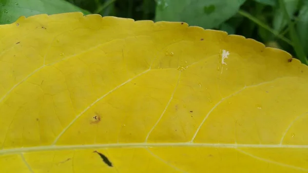 Zbliżenie Ujęcia Żółtego Teksturowanego Jesiennego Liścia — Zdjęcie stockowe