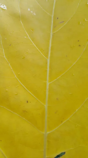 黄色纹理秋叶的特写照片 — 图库照片