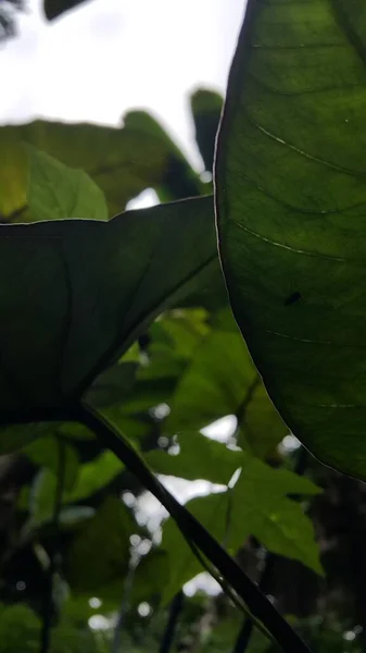 Hewan Kecil Hutan — Stok Foto