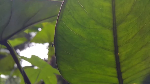 Petits Animaux Dans Forêt — Photo