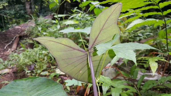 Groene Bladeren Tuin — Stockfoto