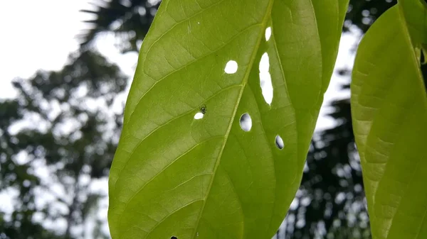 Zielone Liście Flora Liście — Zdjęcie stockowe