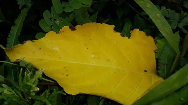 Closeup Tiro Uma Folha Outono Texturizado Amarelo — Fotografia de Stock