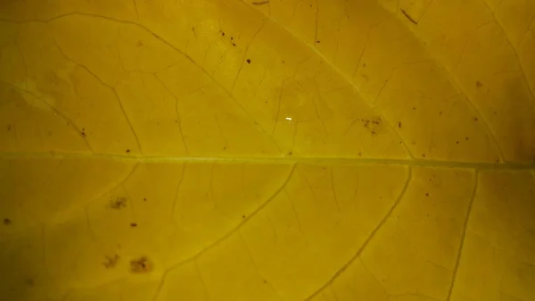 Closeup Tiro Uma Folha Outono Texturizado Amarelo — Fotografia de Stock