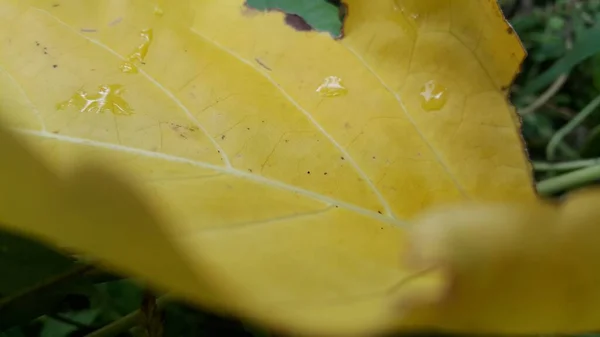 Primer Plano Una Hoja Otoño Con Textura Amarilla — Foto de Stock