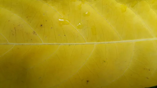 Primer Plano Una Hoja Otoño Con Textura Amarilla — Foto de Stock