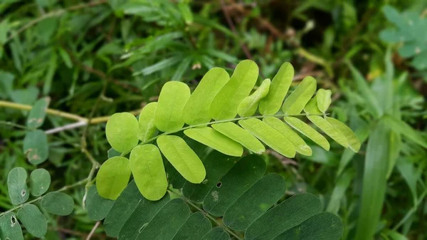 Bahçede yeşil yapraklar