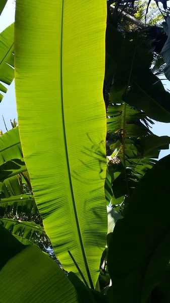 green leaves of banana tree in the forest