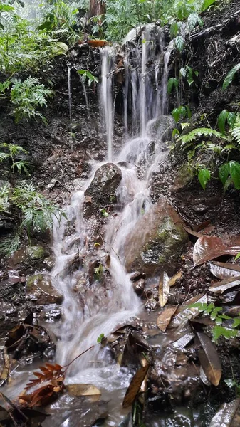 Ormanda güzel bir şelale