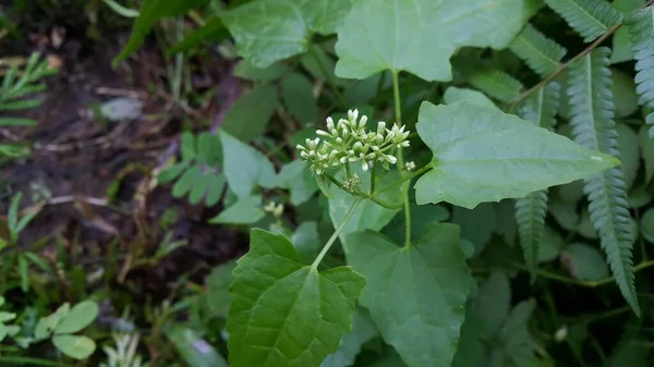 Bahçedeki bir bitkinin yeşil yaprakları