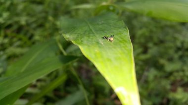 Bitkilerin üzerine tünemiş küçük böcekler.