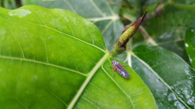 Bitkilerin üzerine tünemiş küçük böcekler.