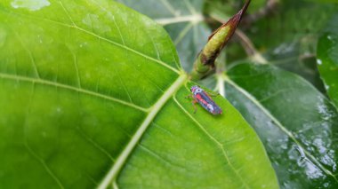 Bitkilerin üzerine tünemiş küçük böcekler.