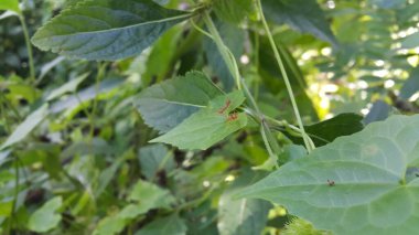 Bitkilerin üzerine tünemiş küçük böcekler.