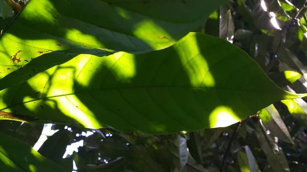 Feuilles Flore Feuillage Verts — Photo