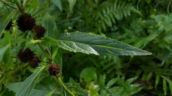 背景模糊的绿色植物的特写照片 — 图库照片