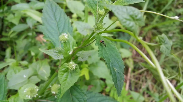 Pequeños Insectos Posados Sobre Plantas —  Fotos de Stock