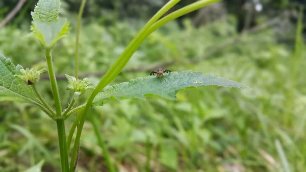 Kleine Insecten Planten — Stockfoto
