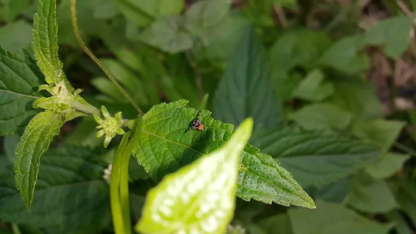Kleine Insekten Sitzen Auf Pflanzen — Stockfoto