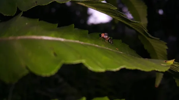 小昆虫栖息在植物上 — 图库照片