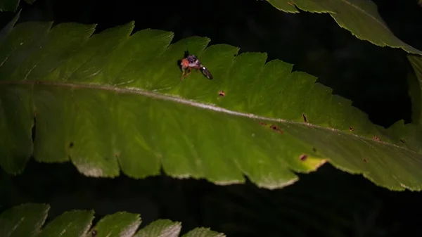 Pequenos Insetos Empoleirados Plantas — Fotografia de Stock