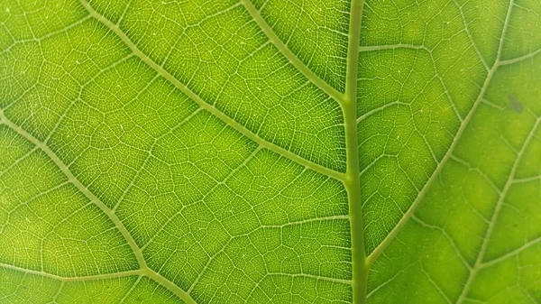 Yeşil Yaprak Dokusu Arkaplan — Stok fotoğraf