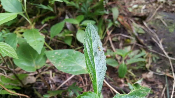 Kleine Insekten Sitzen Auf Pflanzen — Stockfoto