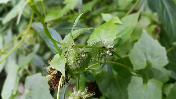 Insecte Mici Cocoțate Plante — Fotografie, imagine de stoc