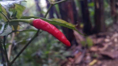 Ormanda acı biber ağacı