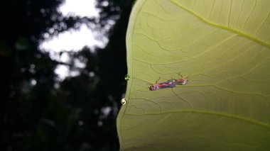Bitkilerin üzerine tünemiş küçük böcekler.