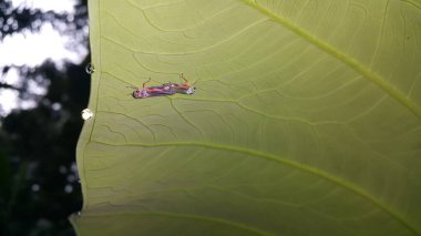 Bitkilerin üzerine tünemiş küçük böcekler.